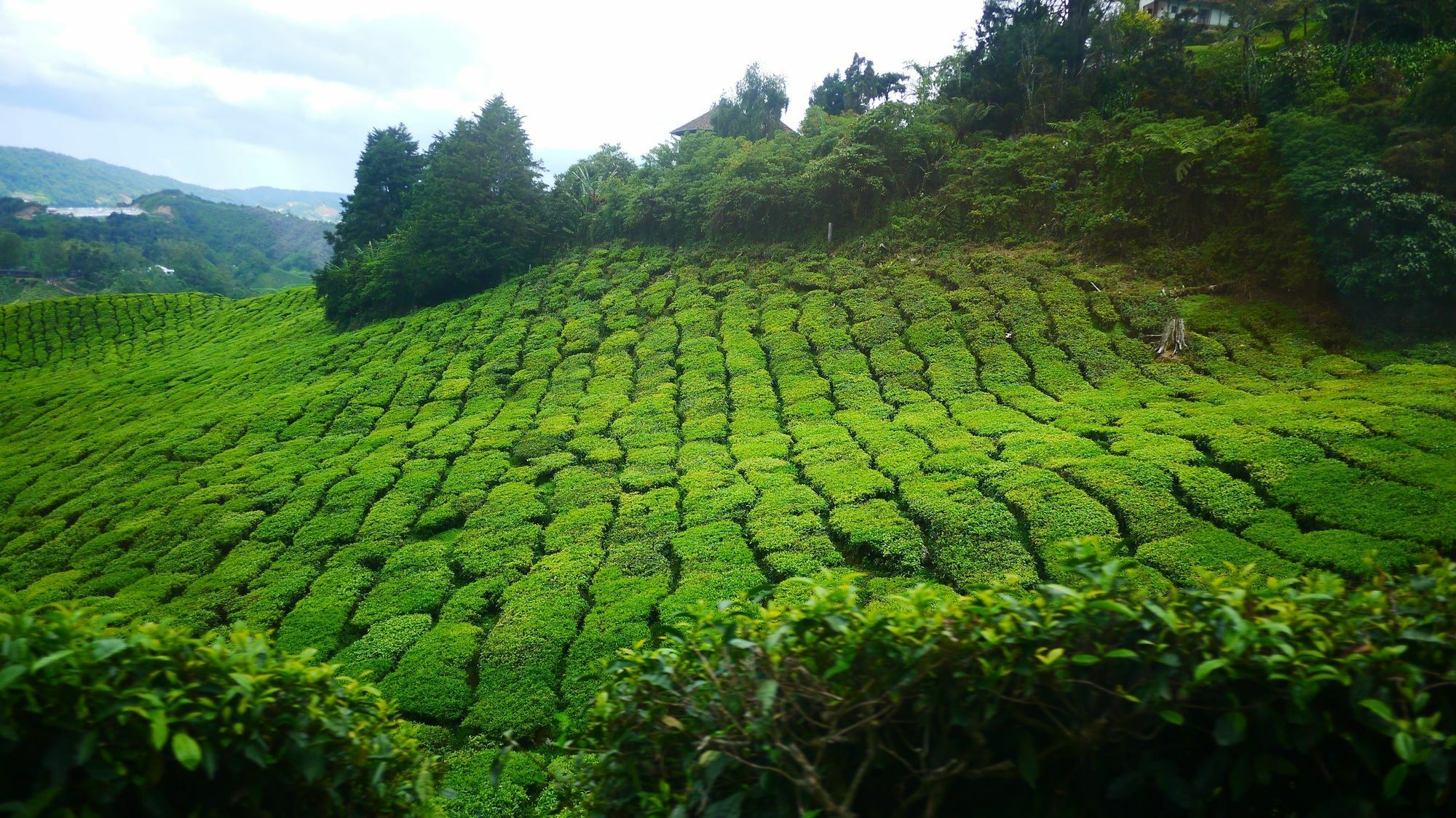 Zetter Suites @ Cameron Cameron Highlands Dış mekan fotoğraf